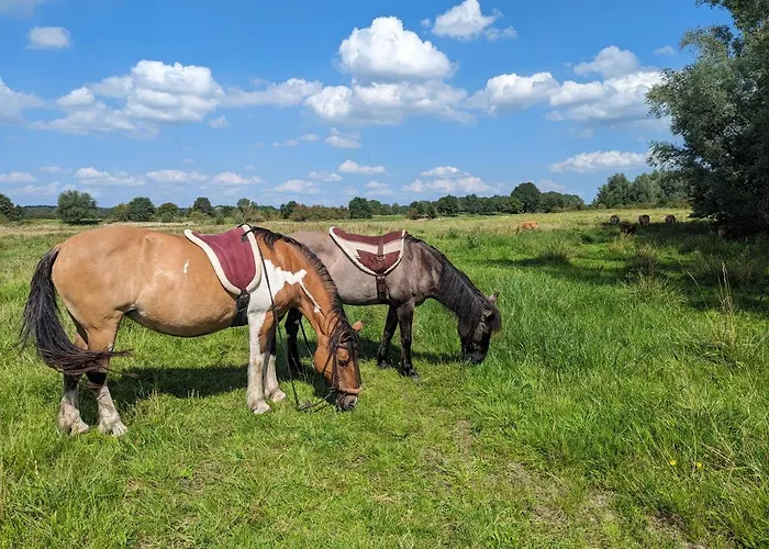 Klavertje 4 * Middelaar